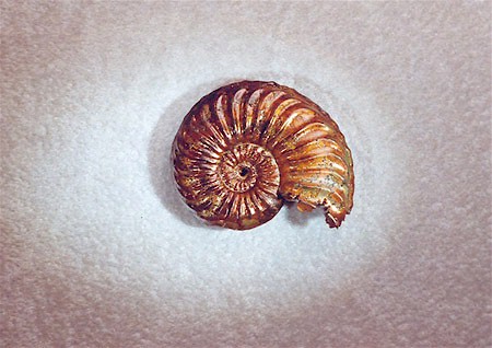 Ammonit Grammoceras thouarense, Mende, Lozère,F
